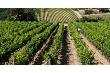 Bollettino di difesa della vite n&#176; 5